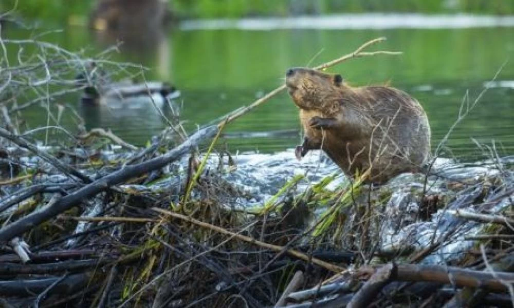 Καναδάς: "Φως" στο μυστήριο με τις κεραίες στις φωλιές των καστόρων